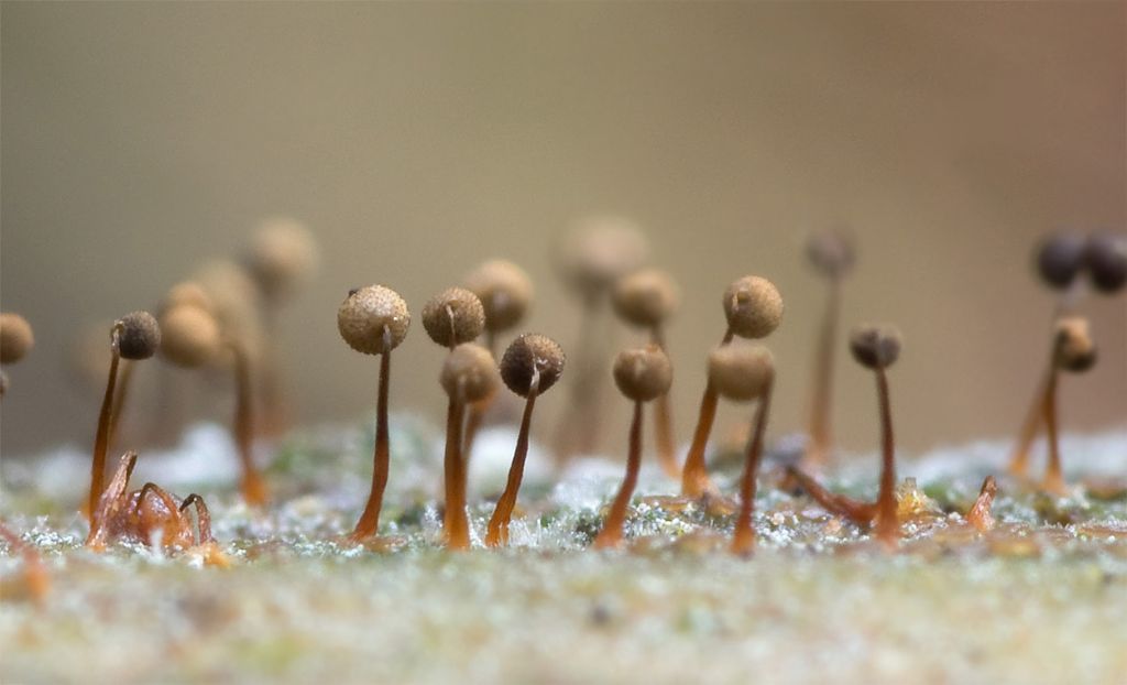 Cribraria argillacea